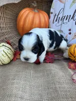 Oaklynd, a male English Springer Spaniel for sale in Evensville, TN – 5 of 6