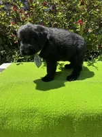 Blackbird, a male Giant Schnauzer for sale in Evensville, TN – 6 of 8