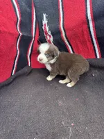Peanut, a male Miniature Australian Shepherd for sale in Evensville, TN – 7 of 7