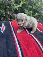 Honey Bun, a female Miniature Aussiedoodle for sale in Evensville, TN – 4 of 6