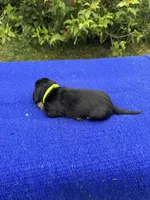 Charlie, a male Miniature Dachshund for sale in Evensville, TN – 7 of 10