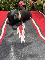 Conrade, a male Schnoodle for sale in Evensville, TN – 4 of 7