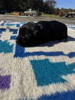 Dorito, a male Giant Schnauzer for sale in Evensville, TN – 9 of 9