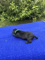 Oliver, a male Miniature Dachshund for sale in Evensville, TN – 3 of 8