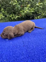 Teddy, a male Miniature Dachshund for sale in Evensville, TN – 3 of 9