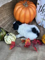 Nilsa, a female Schnoodle and Poodle - Miniature  for sale in Evensville, TN – 4 of 7