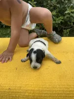 Lola, a female Australian Cattle Dog for sale in Evensville, TN – 4 of 8