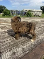 Zebra Cake, a male Miniature Aussiedoodle for sale in Evensville, TN – 7 of 10