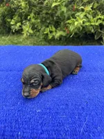 Abby, a female Miniature Dachshund for sale in Evensville, TN – 3 of 8