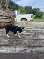 Harley, a female Australian Cattle Dog for sale in Evensville, TN – 8 of 9