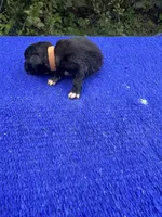 Fudge Round, a female Miniature Aussiedoodle for sale in Evensville, TN – 3 of 8