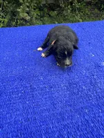 Fudge Round, a female Miniature Aussiedoodle for sale in Evensville, TN – 4 of 8