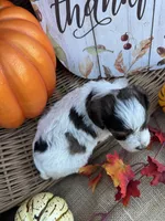 Nollie, a female Schnoodle and Poodle - Miniature  for sale in Evensville, TN – 5 of 7