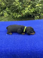 Charlie, a male Miniature Dachshund for sale in Evensville, TN – 9 of 10