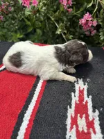 Precision, a female Schnoodle for sale in Evensville, TN – 2 of 8