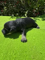 Density, a female Schnoodle for sale in Evensville, TN – 3 of 10