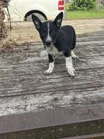 Willow, a female Australian Cattle Dog for sale in Evensville, TN – 10 of 10