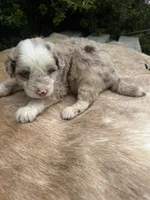 Koa, a male Miniature Aussiedoodle for sale in Evensville, TN – 3 of 9
