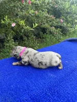 Honey Bun, a female Miniature Aussiedoodle for sale in Evensville, TN – 4 of 8