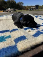Cheeto, a male Giant Schnauzer for sale in Evensville, TN – 2 of 5