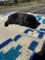 Dorito, a male Giant Schnauzer for sale in Evensville, TN – 7 of 9