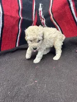 Creek, a male Miniature Schnauzer and Poodle - Miniature  for sale in Evensville, TN – 4 of 9