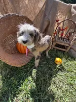 Zebra Cake, a male Miniature Aussiedoodle for sale in Evensville, TN – 6 of 9