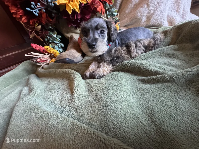 Nev – Miniature Schnauzer, Schnoodle puppy for sale in Evensville, TN