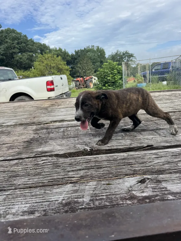 Scout – Australian Cattle Dog puppy for sale in Evensville, TN