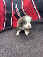 Peanut, a male Miniature Australian Shepherd for sale in Evensville, TN – 4 of 7