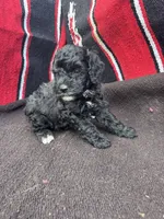 River, a male Miniature Schnauzer and Poodle - Miniature  for sale in Evensville, TN – 3 of 10