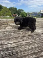 Nutty Buddy, a male Miniature Aussiedoodle for sale in Evensville, TN – 4 of 7