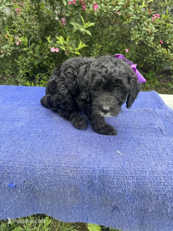 Iris – Sheepadoodle puppy for sale in Evensville, TN