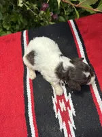Precision, a female Schnoodle for sale in Evensville, TN – 6 of 8