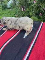 Honey Bun, a female Miniature Aussiedoodle for sale in Evensville, TN – 5 of 6