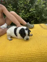 Lola, a female Australian Cattle Dog for sale in Evensville, TN – 2 of 8