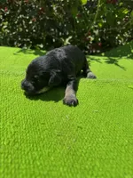 Density, a female Schnoodle for sale in Evensville, TN – 5 of 10