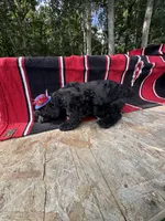 Richie, a male Schnoodle for sale in Evensville, TN – 3 of 7