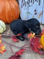 Ozora, a female Miniature Schnauzer and Schnoodle for sale in Evensville, TN – 3 of 7