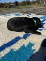 Nacho, a male Giant Schnauzer for sale in Evensville, TN – 6 of 6