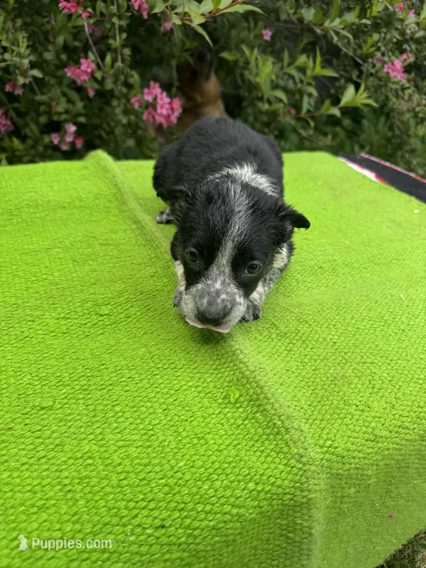 Harley – Australian Cattle Dog puppy for sale in Evensville, TN