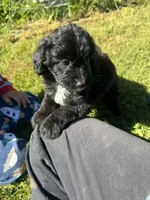 Cruz, a male Miniature Aussiedoodle for sale in Evensville, TN – 3 of 7