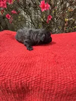 Cruz, a  Miniature Aussiedoodle for sale in Evensville, TN – Photo 5 of 8