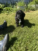 Cruz, a male Miniature Aussiedoodle for sale in Evensville, TN – 5 of 7