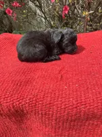 Cruz, a  Miniature Aussiedoodle for sale in Evensville, TN – Photo 6 of 8