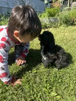Cruz, a male Miniature Aussiedoodle for sale in Evensville, TN – 2 of 7