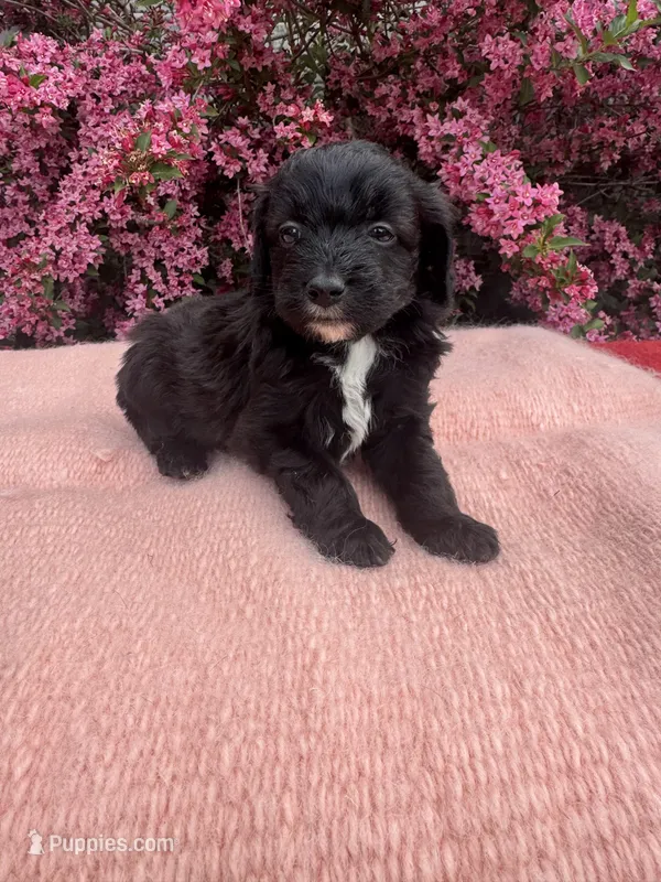 Cruz – Miniature Aussiedoodle puppy for sale in Evensville, TN