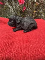 Cruz, a  Miniature Aussiedoodle for sale in Evensville, TN – Photo 8 of 8