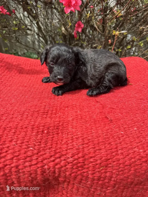 Cruz – Miniature Aussiedoodle puppy for sale in Evensville, TN