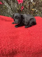 Cruz, a  Miniature Aussiedoodle for sale in Evensville, TN – Photo 1 of 8